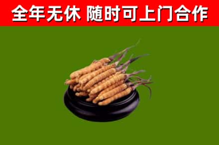 山南回收冬虫夏草