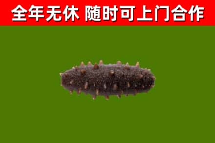 山南回收海参干